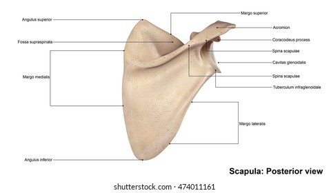 肩甲骨 の画像 写真素材 ベクター画像 Shutterstock