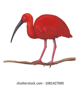 Scarlet Ibis Tropical Bird Hand Drawn Stock Illustration 1081427000 ...