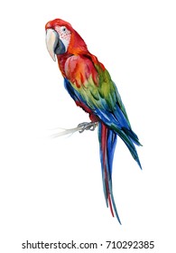 1,548 Parrot Motif Images, Stock Photos & Vectors | Shutterstock