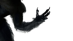 Scary Monster Hand, Furry Werewolf Paw For Halloween Background Render 3d Illustration  On White Background