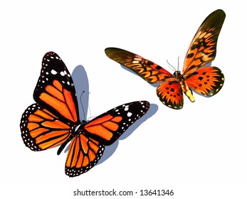 Scene Butterfly On White Background