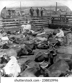 Scene in the Great Union Stockyards, Chicago, Ill. Stereocard, ca. 1900