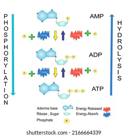 Schematic Of ATP Hydrolysis Cycle Chemical Education 