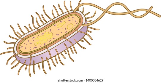 Schematic Diagram Bacterial Cell Structure Stock Illustration ...