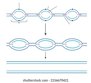 Schematic Drawing Of DNA Replication