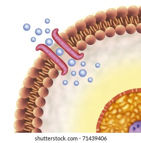 Schematic Illustration Of Cell Reception