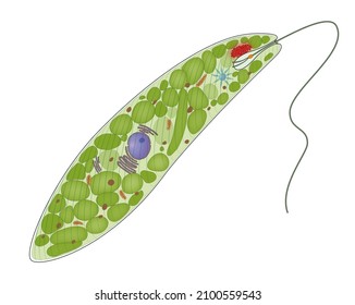 Schematic Illustration Of Euglena Gracilis