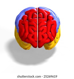 Schematic Illustration Human Brain Clipping Path Stock Illustration ...