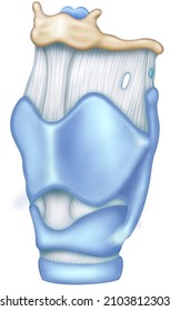 Schematic Illustration Of The Larynx, Organs That Allow Us To Speak, Since It Contains The Vocal Cords. It Is Located In The Neck, It Is Part Of The Respiratory Tract.