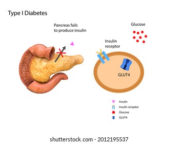 Schematic Illustration Pancreas Stomach Insulin Levels Stock ...