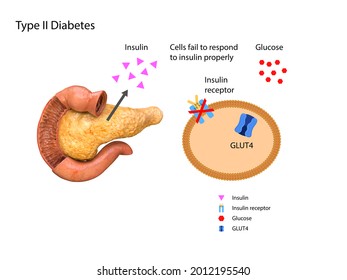 Schematic Illustration Of The Pancreas And Stomach In Insulin Levels And Blood Glucose. 3d 2d Graphic, Render Illustration