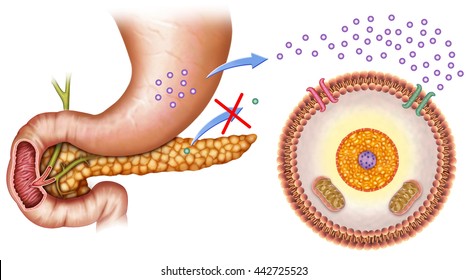 schematic illustration of the pancreas and stomach with normal levels of insulin and glucose in the blood.