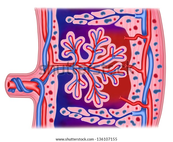 Schematic Illustration Segment Placenta Stock Illustration 136107155