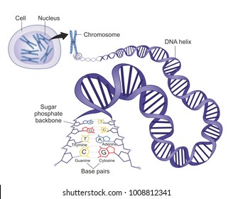 Schematic Illustration Shows Structure Double Stranded Stock ...