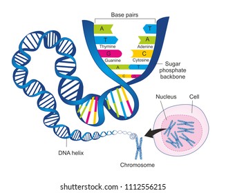 Telomere Repeating Sequence Doublestranded Dna Located Stock Vector ...