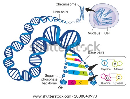 The schematic illustration shows the structure of double stranded deoxyribonucleic acid (DNA) with base-pairs cytosine - guanine and thymine – adenine.
 Imagine de stoc © 