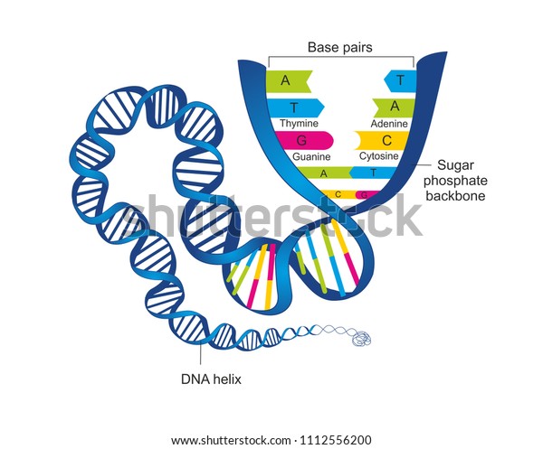 shutterstock