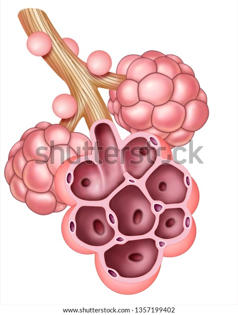 Schematic Image Set Alveolar Sacs Which Stock Illustration 1357199402