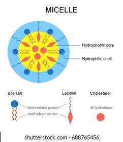 Schematic Representation Of A Micelle.