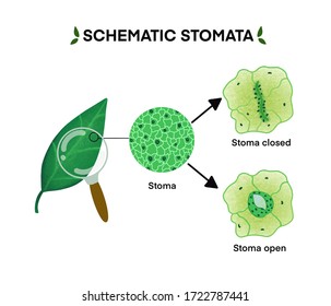 Schematic stomata on white background.isolated Structure of stomata complex with open and closed stoma.design for model,education,biology,chemical,anatomy and icon.cartoon hand drawn.