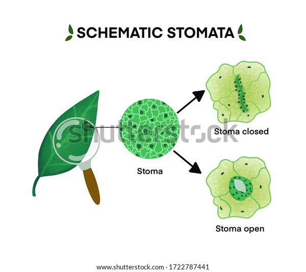 Schematic stomata on white background.isolated\
Structure of stomata complex with open and closed stoma.design for\
model,education,biology,chemical,anatomy and icon.cartoon hand\
drawn.