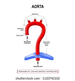 Aortic Arch Images, Stock Photos & Vectors | Shutterstock