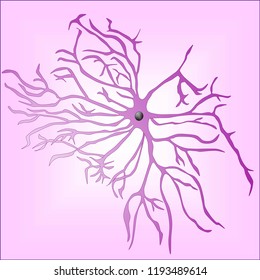 A schematic view of an Astrocyte