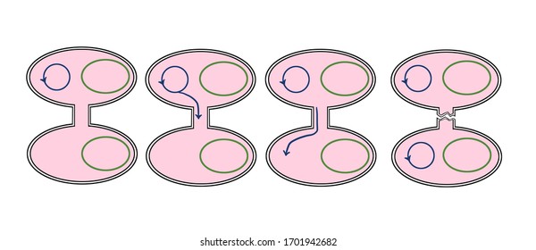 Schematic View Of Conjugation In Bacteria. 