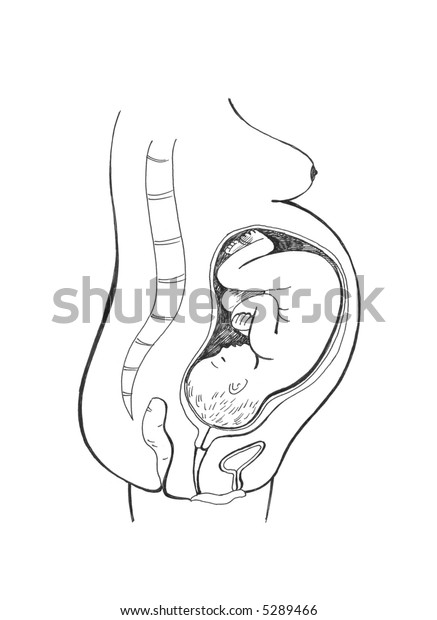 13 Gynaecology Line Drawing Images, Stock Photos & Vectors | Shutterstock