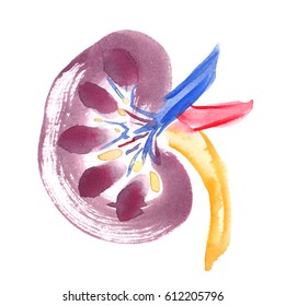 Scheme Of Healthy Human Kidney Painted In Watercolor On Clean White Background