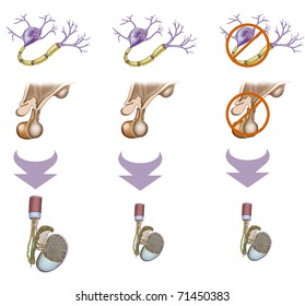 pituitary gland function sexual development Pituitary gland function sexual development