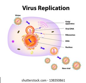 Scheme Of Virus Replication Cycle.  Illustration