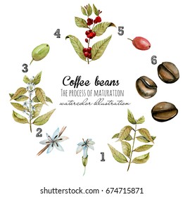 Scheme in watercolor of process of coffee beans maturation, hand painted isolated on a white background