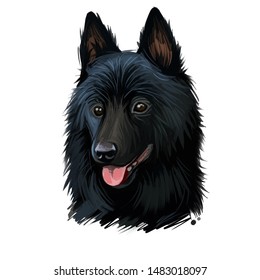 Schipperke Images, Stock Photos & Vectors | Shutterstock