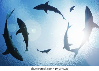School Of Sharks Circling From Above
