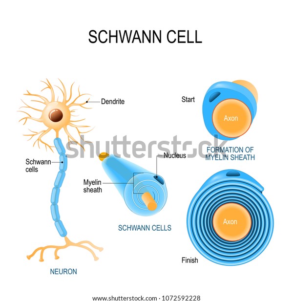 Schwann cells. Structure of neurolemmocytes.\
Anatomy of a typical human\
neuron