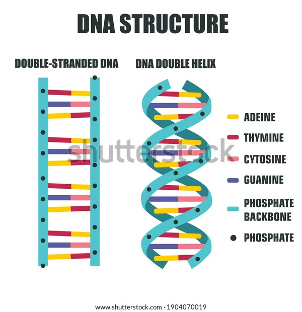 Science Icon Dna Helix Structure Image Stock Illustration 1904070019 ...