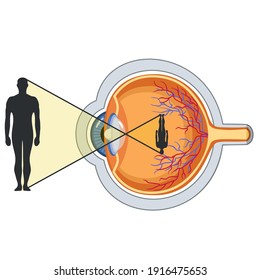 science icon human eye structure.Image education poster how see human eye