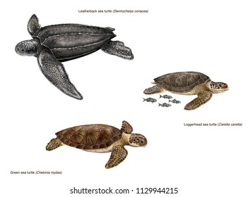 Scientific Illustration Of 3 Species Of Sea Turtles: Leatherback Sea Turtle (Dermochelys Coriacea), Loggerhead Sea Turtle (caretta Caretta) And Green Sea Turtle (Chelonia Mydas)