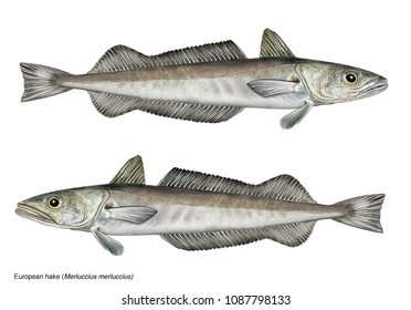 Scientific Illustration Of European Hake (merluccius Merluccios)