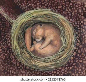 Scientific Illustration Of 
Gopher In The Hole