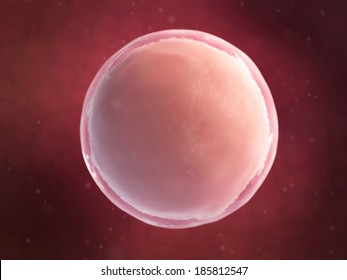 Scientific Illustration - Human Egg Cell