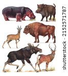 Scientific illustration on the white background of Even-toed ungulates