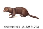Scientific illustration on the white background of European mink(Mustela lutreola)