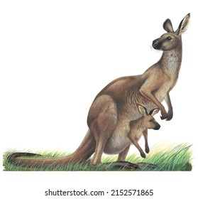 Scientific Illustration On The White Background Of Kangaroo( Macropodidae)