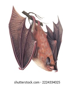 Scientific Illustration On The White Background Of Mouse-eared Bat(Myotis)Vespertilionidae