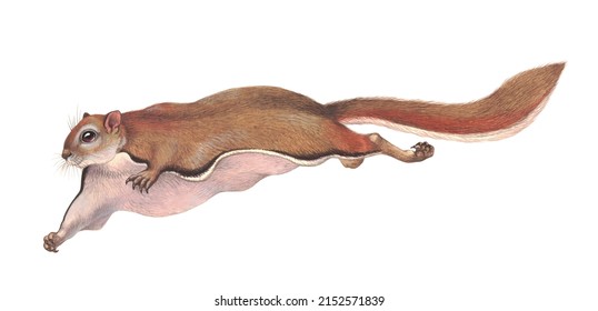 Scientific Illustration Of Siberian Flying Squirrel(Pteromys Volans)