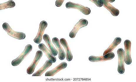 Scientific Image Bacteria Corynebacterium Showing Their Stock ...