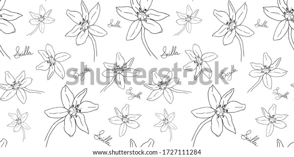 Scilla Flowers Inscription Latin English Name Stock Illustration