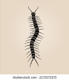 Scolopendra Gigantea Scolopendra Tattoo Illustration Stock Illustration ...